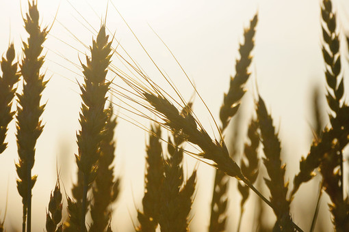 ИКАР снизил прогноз урожая пшеницы в РФ до 83,5 млн тонн