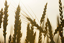 Украинский клуб аграрного бизнеса прогнозирует снижение урожая зерновых в стране на 34%