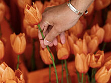 Nike превратил национальный символ Нидерландов в оружие для женской сборной