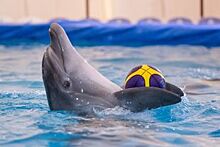 Самый крупный на Юге России дельфинарий построят в Чечне