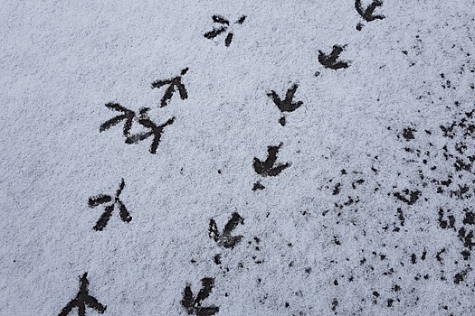 Опять зима: смотрим фото снежного апрельского утра, сделанные тюменцам
