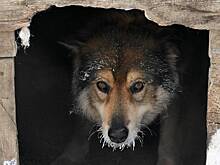 Российский депутат призвал усыплять бездомных собак