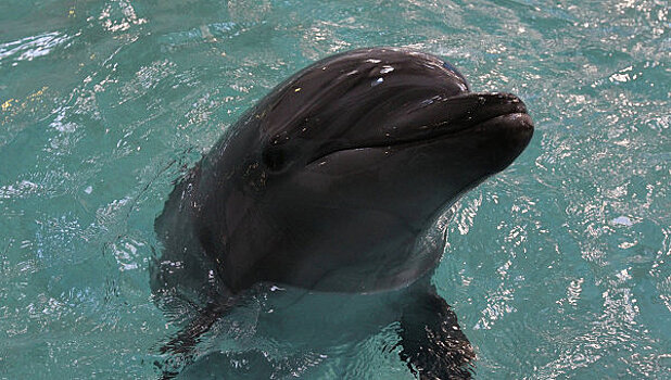 В Крыму создадут Центр реабилитации дельфинов