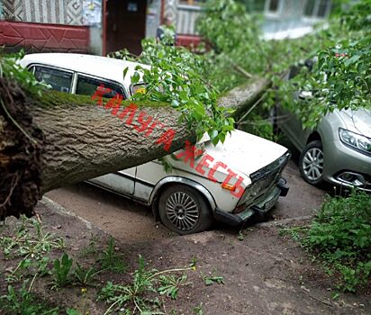 Две машины покалечило упавшим деревом
