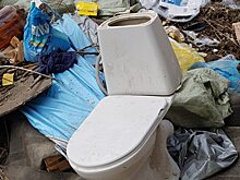 Соцсети: в центре Саратова поселились свиньи
