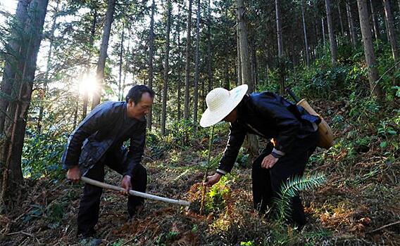 Когда в России от леса остаются одни щепки, в Китае его восстанавливают