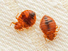 Pravda.Ru: запах миндаля может говорить о нашествии постельных клопов