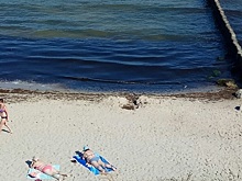 В калининградском Роспотребнадзоре рассказали, опасны ли водоросли в Балтийском море