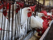 Тайваньские медики нашли средство борьбы с птичьим гриппом