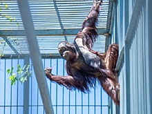 Цезарь и Киран: в Ростовском зоопарке для орангутанов проводят &laquo;ветеринарные тренинги&raquo;