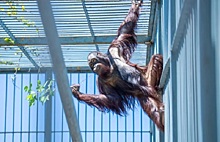 Цезарь и Киран: в Ростовском зоопарке для орангутанов проводят &laquo;ветеринарные тренинги&raquo;
