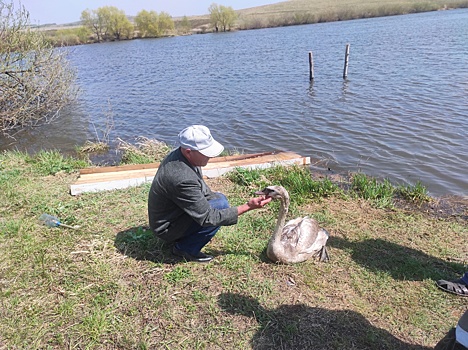 В Абдулино спасенный лебедь отказался покидать хозяина и вернулся к возлюбленной утке