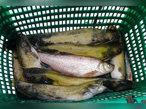 Рыболовам в России позволят продавать свой улов