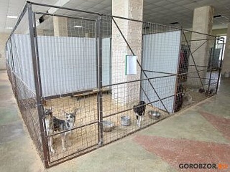 Рассказываем и показываем, что происходит внутри приюта для собак в Уфе, прозванного «адской фермой»