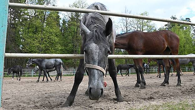 Владелице конного клуба, где отравили лошадей, неоднократно поступали угрозы