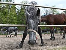 Владелице конного клуба, где отравили лошадей, неоднократно поступали угрозы