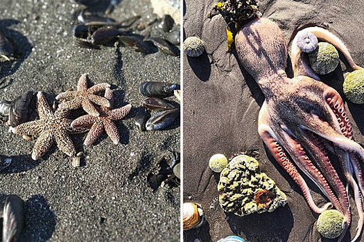 РАН: причиной массовой гибели животных у берегов Камчатки стало цветение водоросли