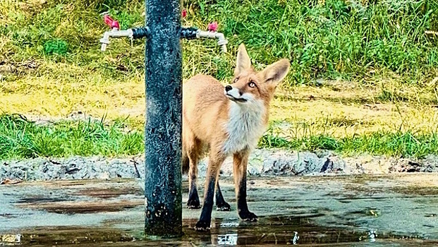Пришла утолить жажду: не боящаяся людей лисичка радует отдыхающих на пляже в Балтийске (фото, видео)