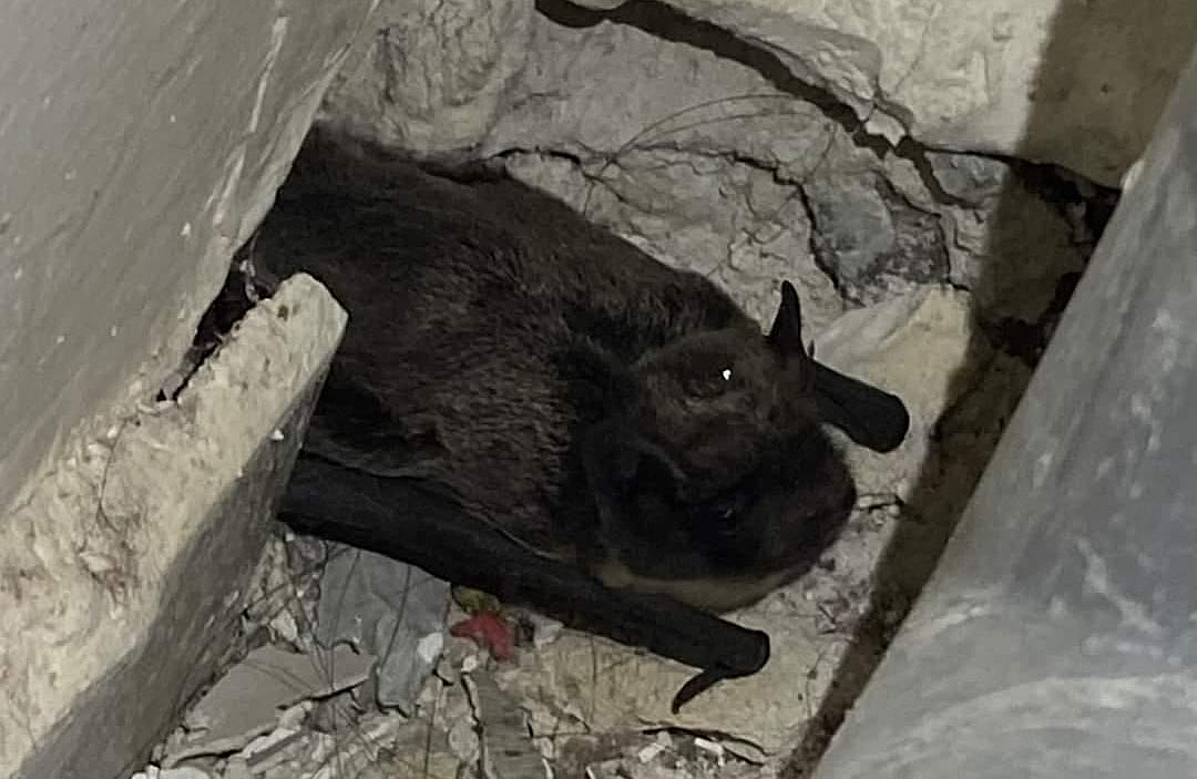 Летучая мышь прорыла тоннель в квартиру в Новосибирске
