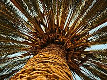 Одно из старейших деревьев России оказалось под угрозой