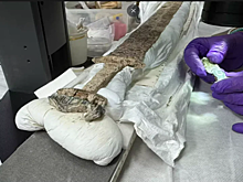 В Англии найден англосаксонский меч VI века в идеальном состоянии