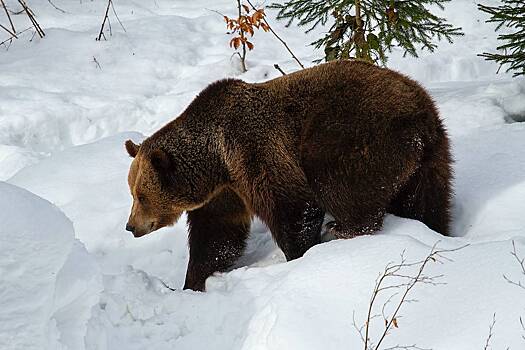 Единственный бурый медведь поселился в Арктике