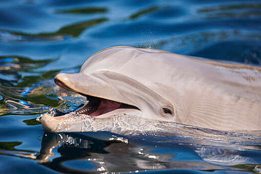 Дельфина-афалину, который выбросился на берег Крыма, эвакуировали в бассейн