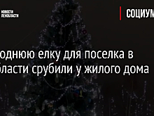 Новогоднюю елку для поселка в Ленобласти срубили у жилого дома
