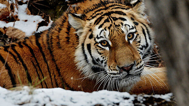 В ЕАО ученые исследуют тигров для создания "коридора" в Китай