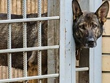 На комитет ЖКХ Казани спустили всех собак