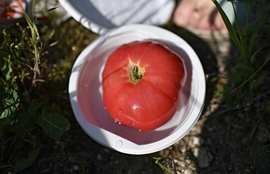 День помидора в Минусинске меняет формат