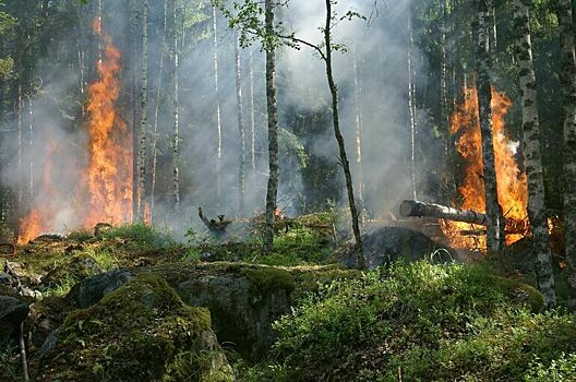 Минприроды предложило упростить введение режима ЧС в лесах