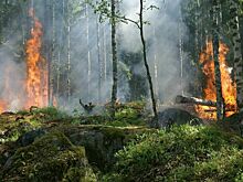Минприроды предложило упростить введение режима ЧС в лесах