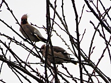 В Курской области заметили снегирей и свиристелей
