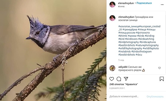 Синицу гренадёрку запечатлели в Химкинском лесопарке