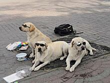 Памятник лабрадорам в очках хотят установить в Новосибирске