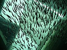 Инвестфонд предпочитает «железяки»