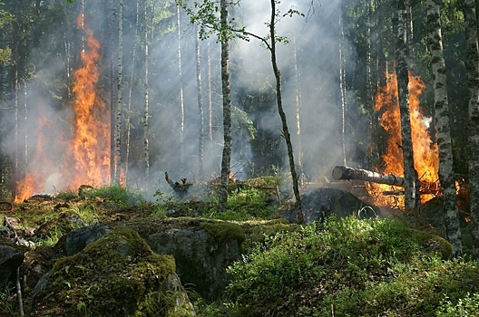 Как будут тушить огонь в лесах