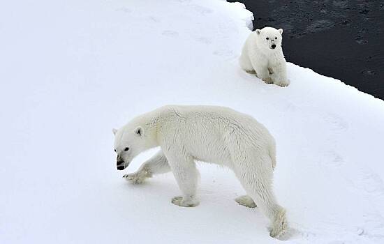 Популяция белых медведей в Арктике растет