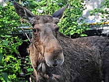 В "Парковом-2" заметили лося, который бегал промеж новостроек