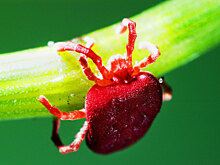 Волгоградцев предупредили об атаке клещей