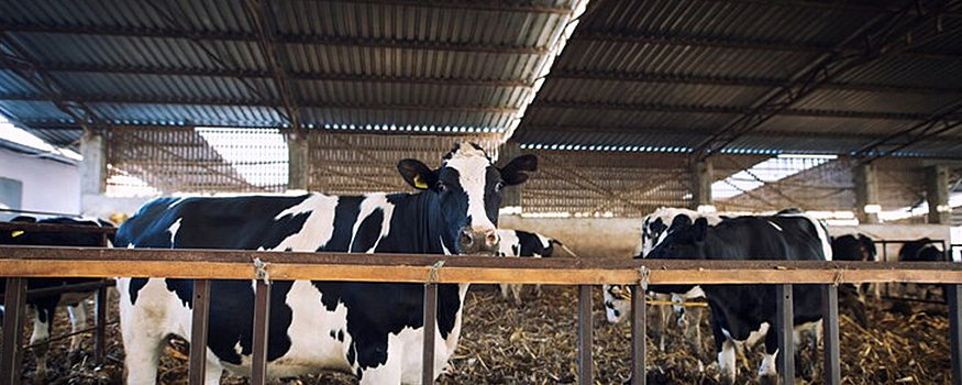 В Омской области у коров обнаружили лейкоз