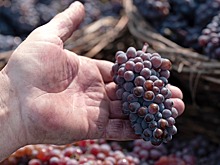Более двух третей выращенного в Дагестане винограда переработали местные предприятия