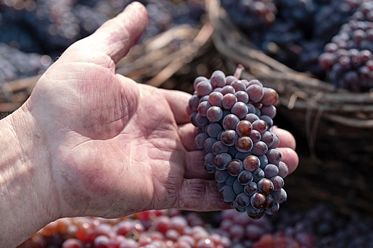 Более двух третей выращенного в Дагестане винограда переработали местные предприятия