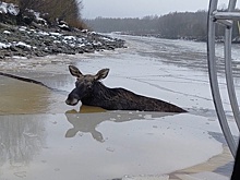 В Череповце спасатели вытащили тонущего лося из ледяной ловушки