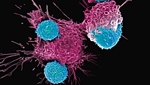 Новый вид иммунотерапии может эффективно бороться с раком крови