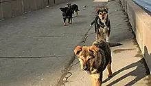 Жители Астрахани спасли мужчину от стаи бездомных собак. Видео