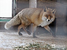 Карантин по бешенству ввели в одной из деревень Кстовского района