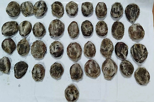 Россиянина будут судить за контрабанду мускусной железы кабарги