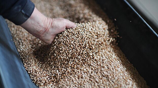 В Польше анонсировали скорое решение проблемы экспорта зерна